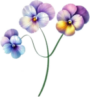 Ema Psychologue et Psychothérapeute. Aquarelle représentant une tige à trois extrémités au bout desquelles se trouve des primevères violettes bleues et jaunes.